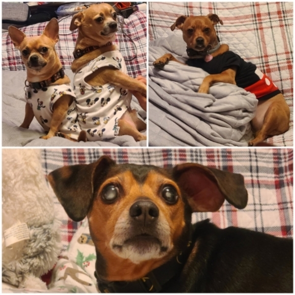 Meet your Posher, CoCo - Picture 6 of 12